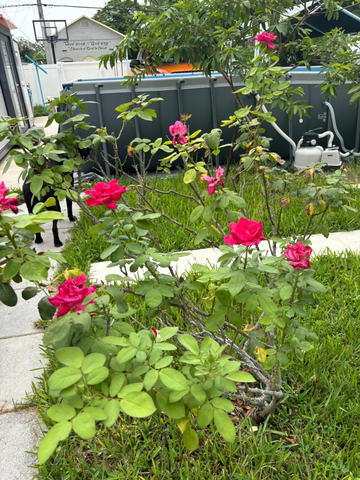 Mini House Oasis Hotel Miami Springs Exterior photo